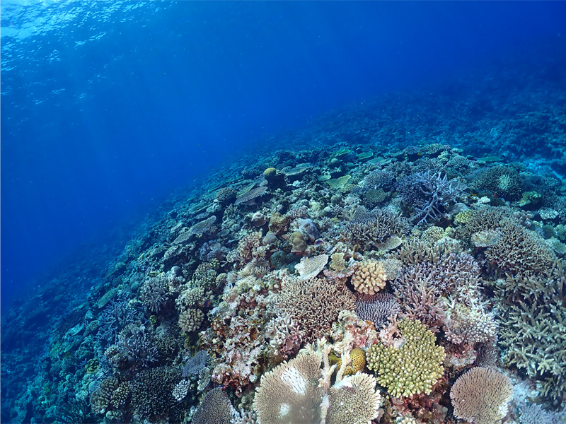 A coral reef that looks like a flower garden