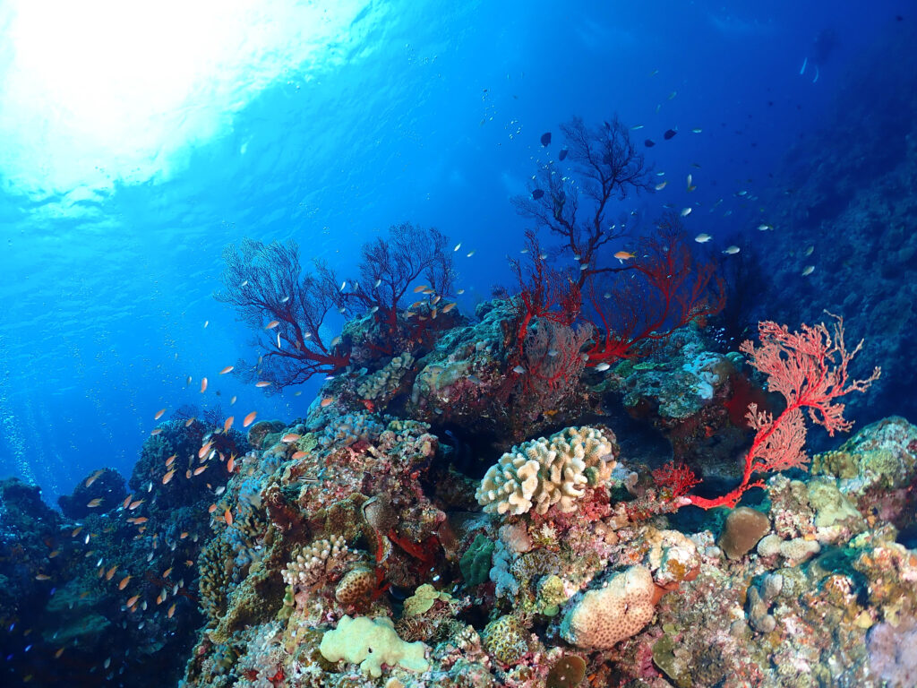 Kerama Islands National Park