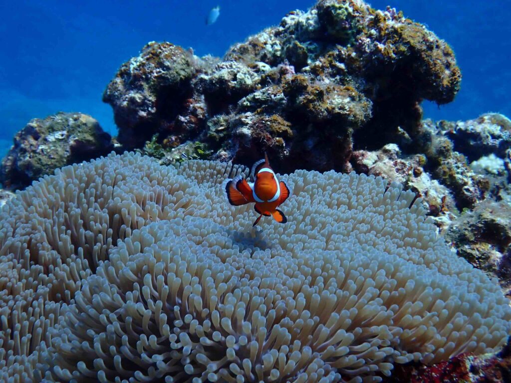 Scuba Diving Experience-clown fish