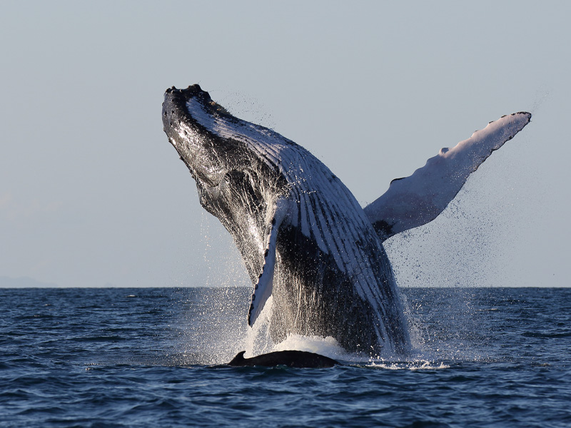 ザトウクジラとの泳ぎ方