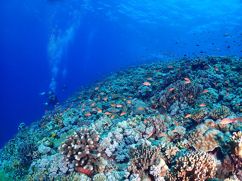 beautiful coral in Kerama Islands