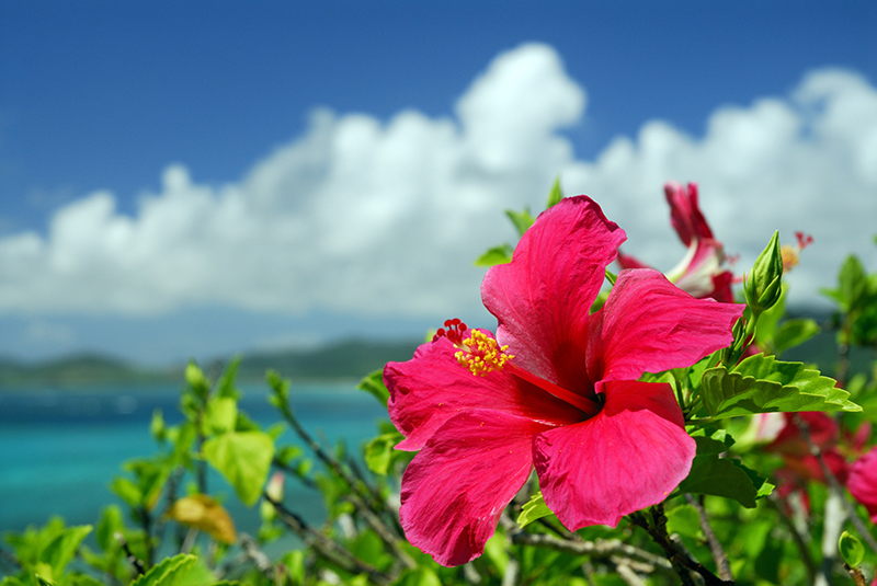 Summer in Okinawa