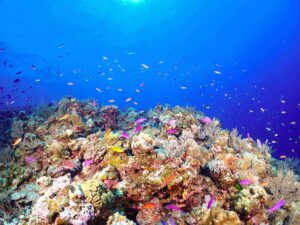 Tonaki Island