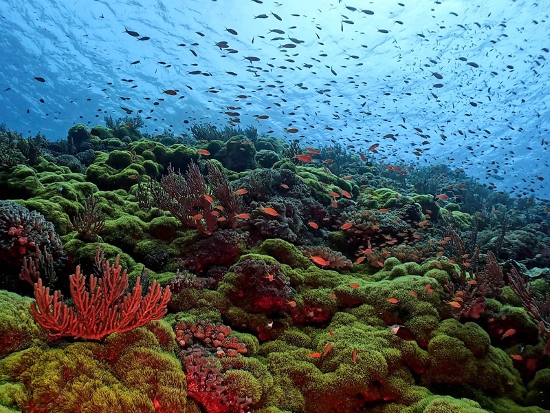 Tonaki diving