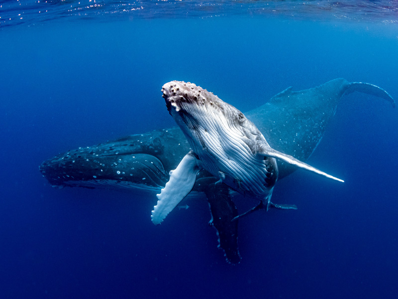 冬の沖縄 ザトウクジラの親子