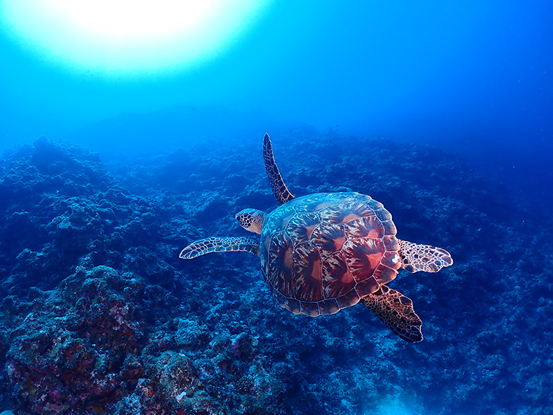 慶良間諸島を泳ぐウミガメ