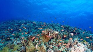 【黒島北】沖縄・慶良間諸島の絶景ダイビングポイント