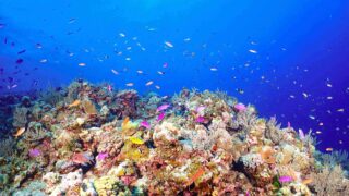 【渡名喜島】那覇から日帰りダイビングポイント