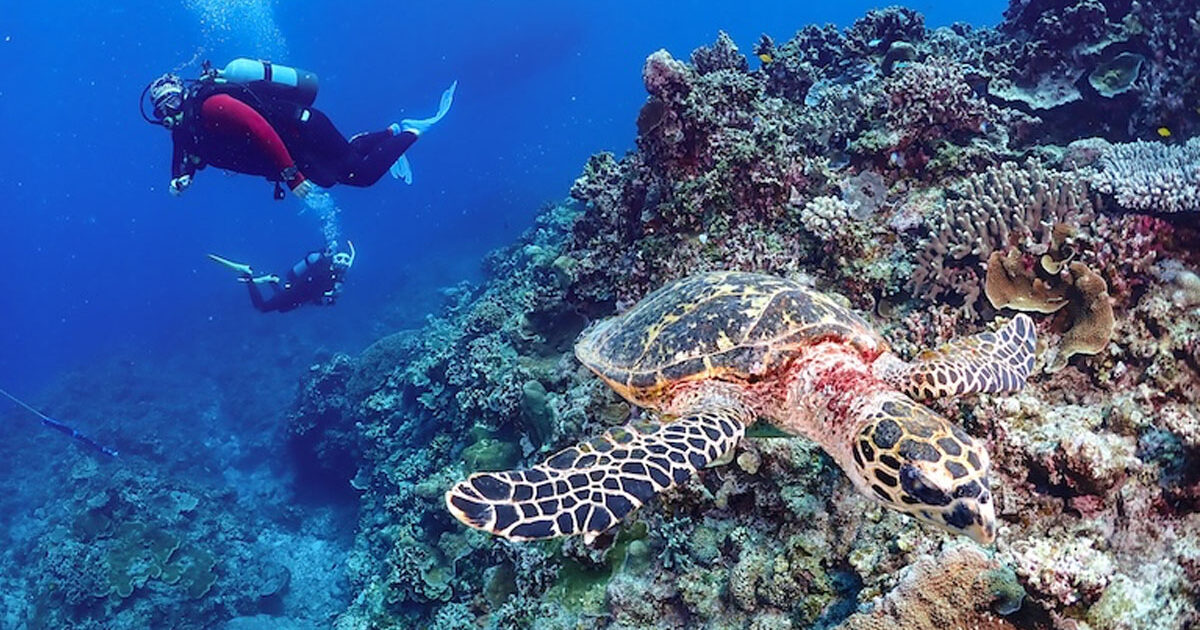 慶良間ウミガメ